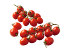 Tomates cereja suculentas em cachos.