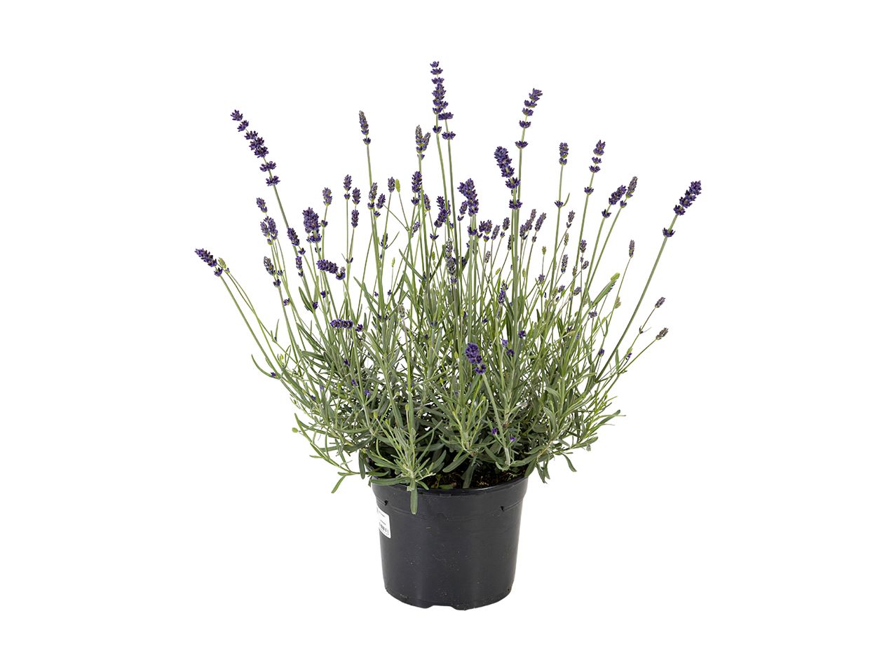 En potteplante med lavendel i fuld blomst.