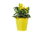 Gele pot met een plant van gele en groene pepers.