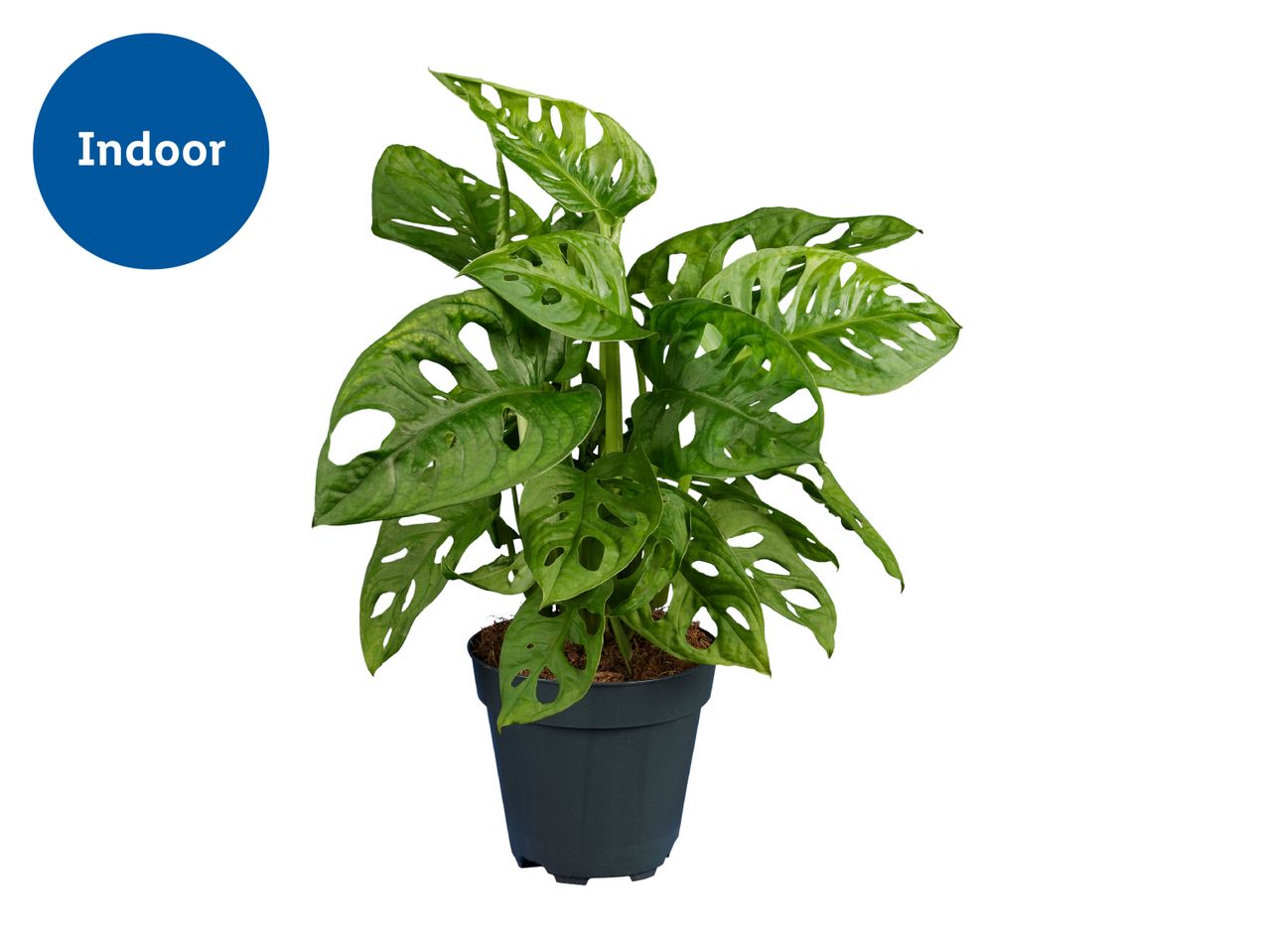 Indoor Monstera Adansonii plant in a dark pot
