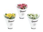 Tre Queen Kalanchoe-planter i hvidt indpakningspapir: pink, gul og hvid.