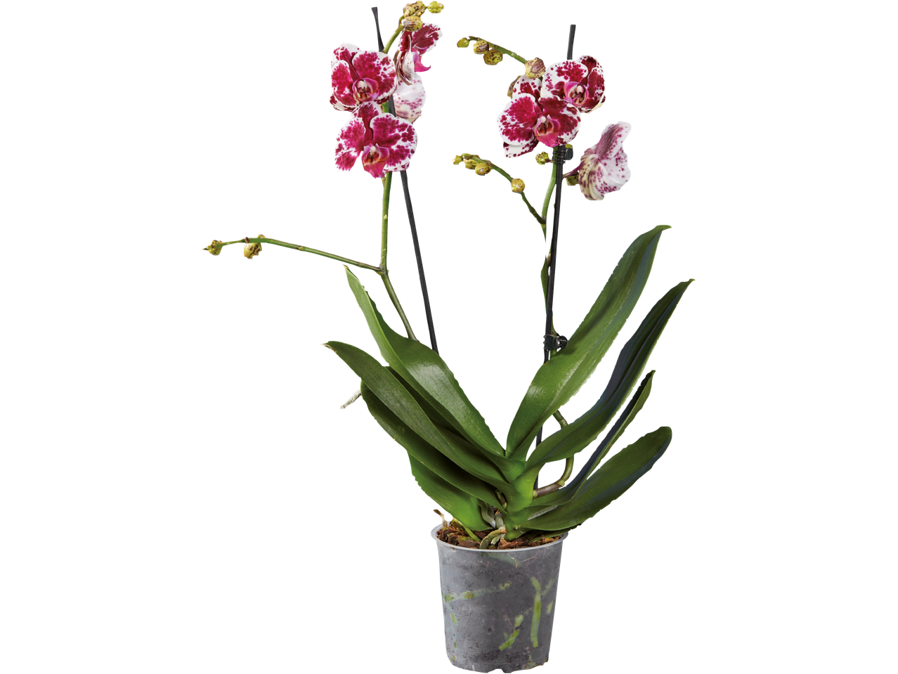En vacker rosa och vit Phalaenopsis orkidé i kruka.