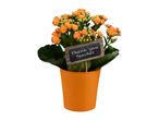 Orange kalanchoe plant in an orange pot with a 'Thank You Teacher' sign.