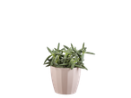 Planta suculenta em vaso, tom verde.