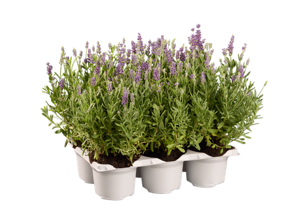 Lavendel angustifolia