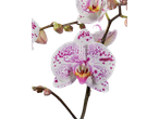 Orquídea Phalaenopsis branca com manchas roxas.