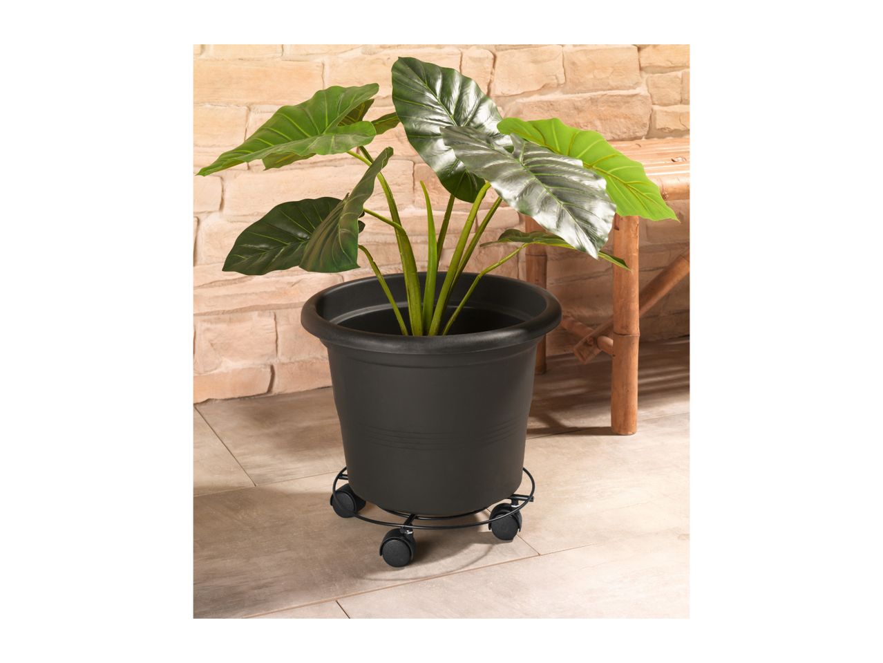 Potted plant on a wheeled stand, against a stone wall and bamboo furniture