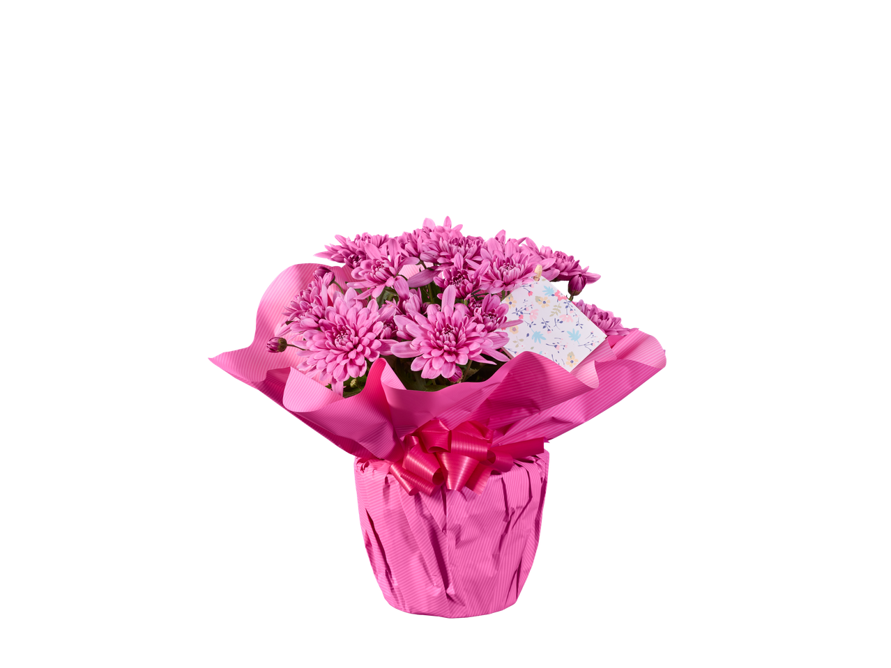 Planta de crisântemos rosa, embrulhada em papel rosa com laço.