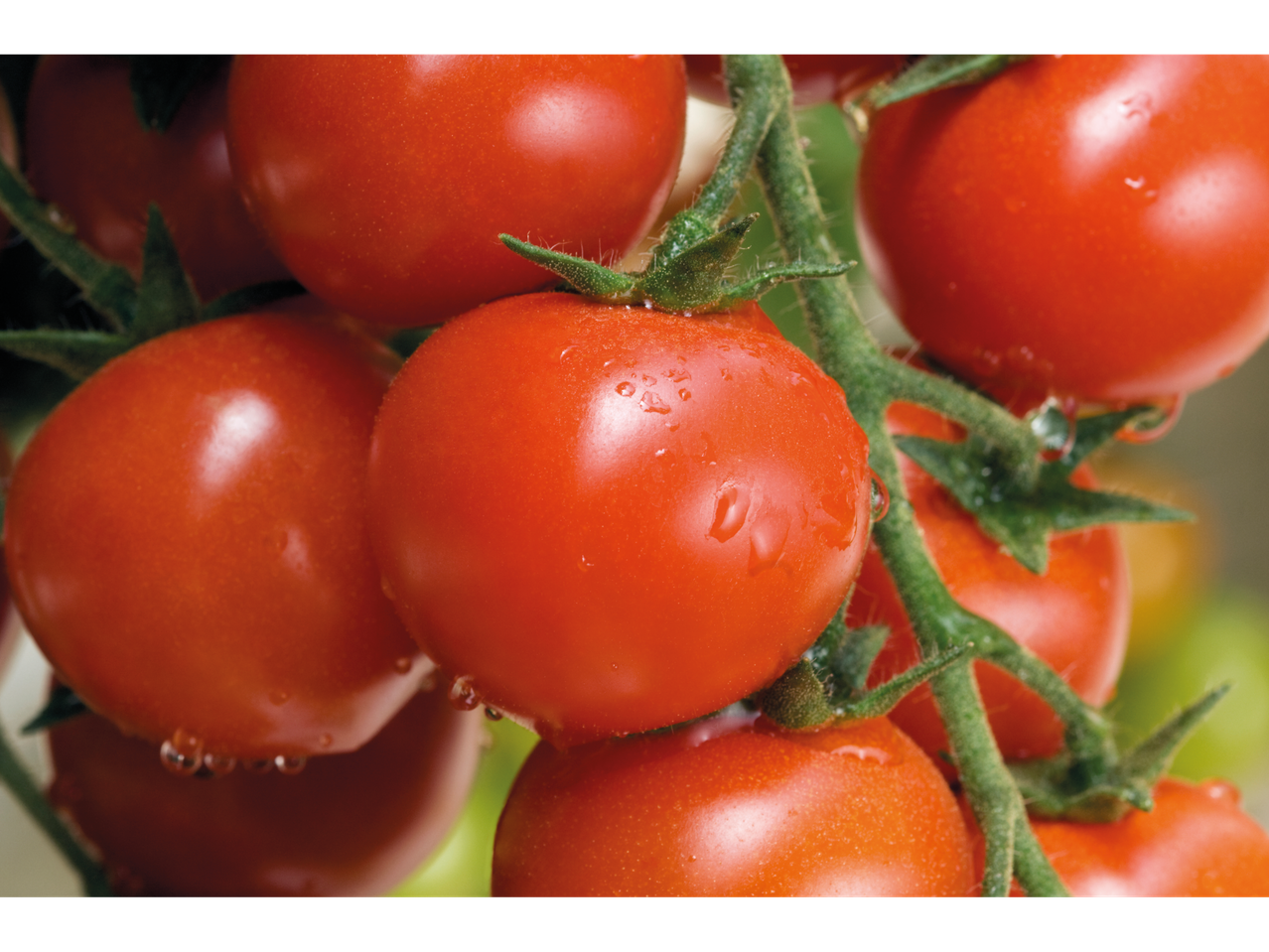 Sappige rode cherrytomaten aan de tak.