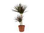 Planta de interior Dracaena marginata em vaso de barro.