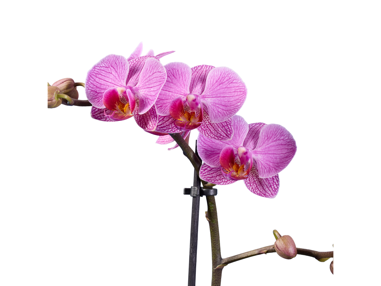 Orquídeas cor-de-rosa com botões em fundo preto