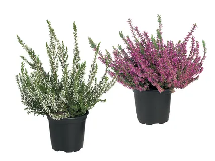 Heidekraut (Calluna vulgaris)
