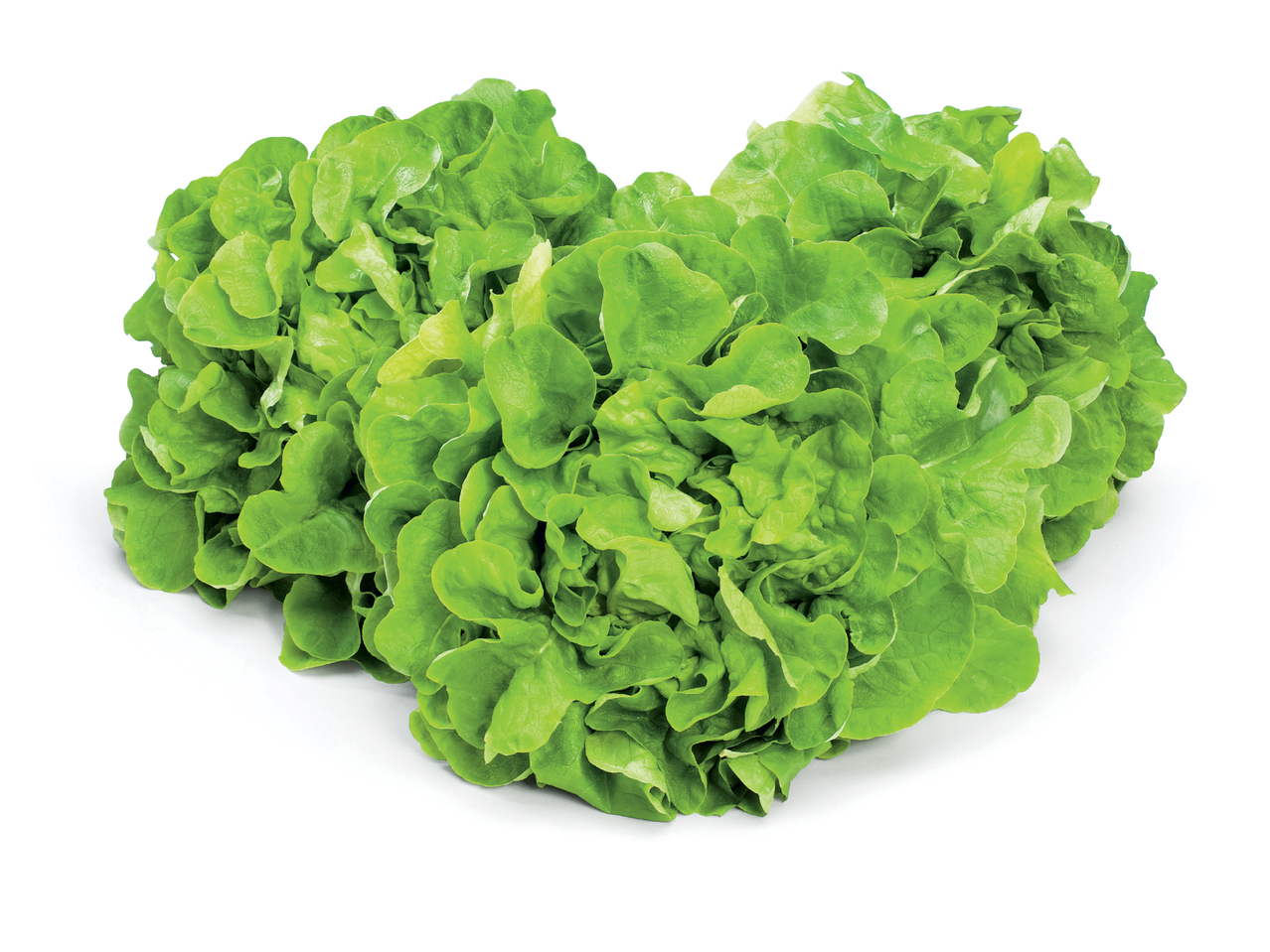 Салата Джентилина на бял фон.