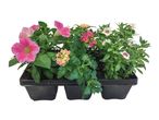 Tray of pink petunias, colorful lantana, and white calibrachoa flowers.