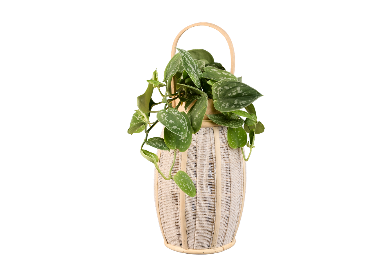 Scindapsus in een decoratieve bamboe en stoffen lantaarn.