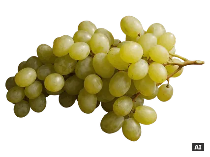Fehér szőlő
