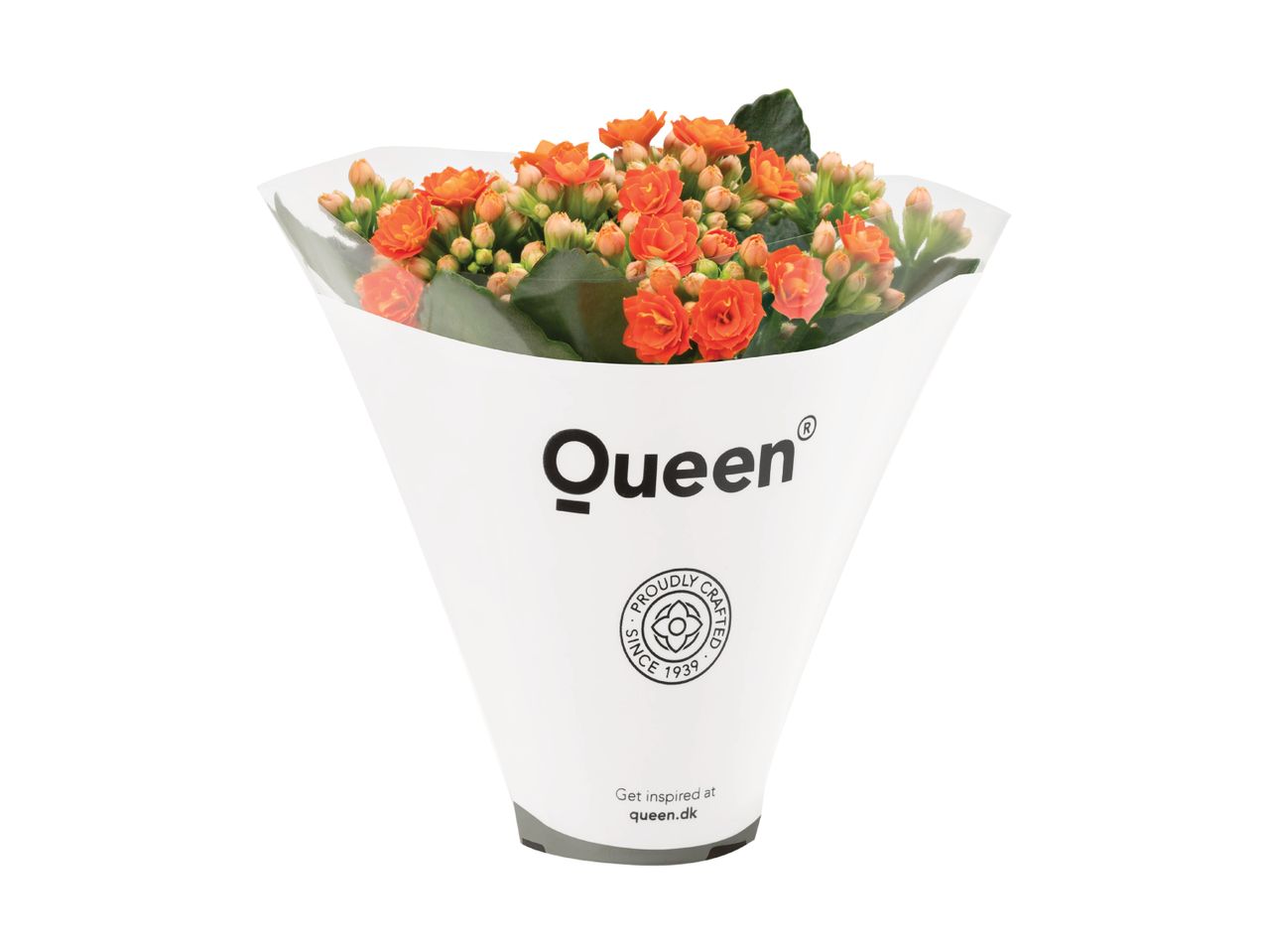 En buket orange Kalanchoe-blomster i Queen-emballage.