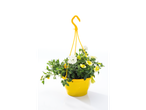 Verbena en petunia in een gele hangende pot.