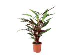 Plantă Calathea tropicală în ghiveci.
