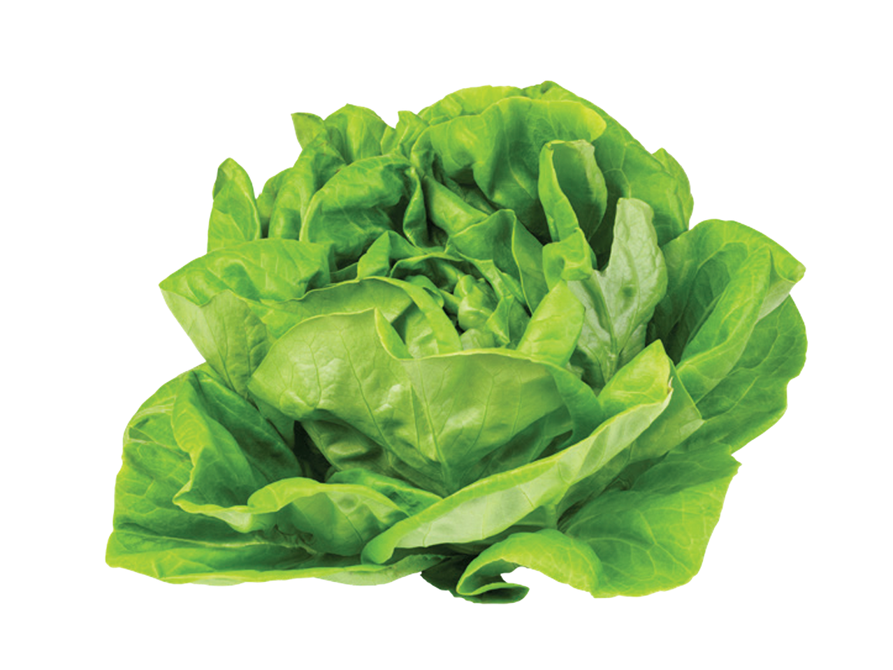 Sveža zelena salata na crnoj pozadini