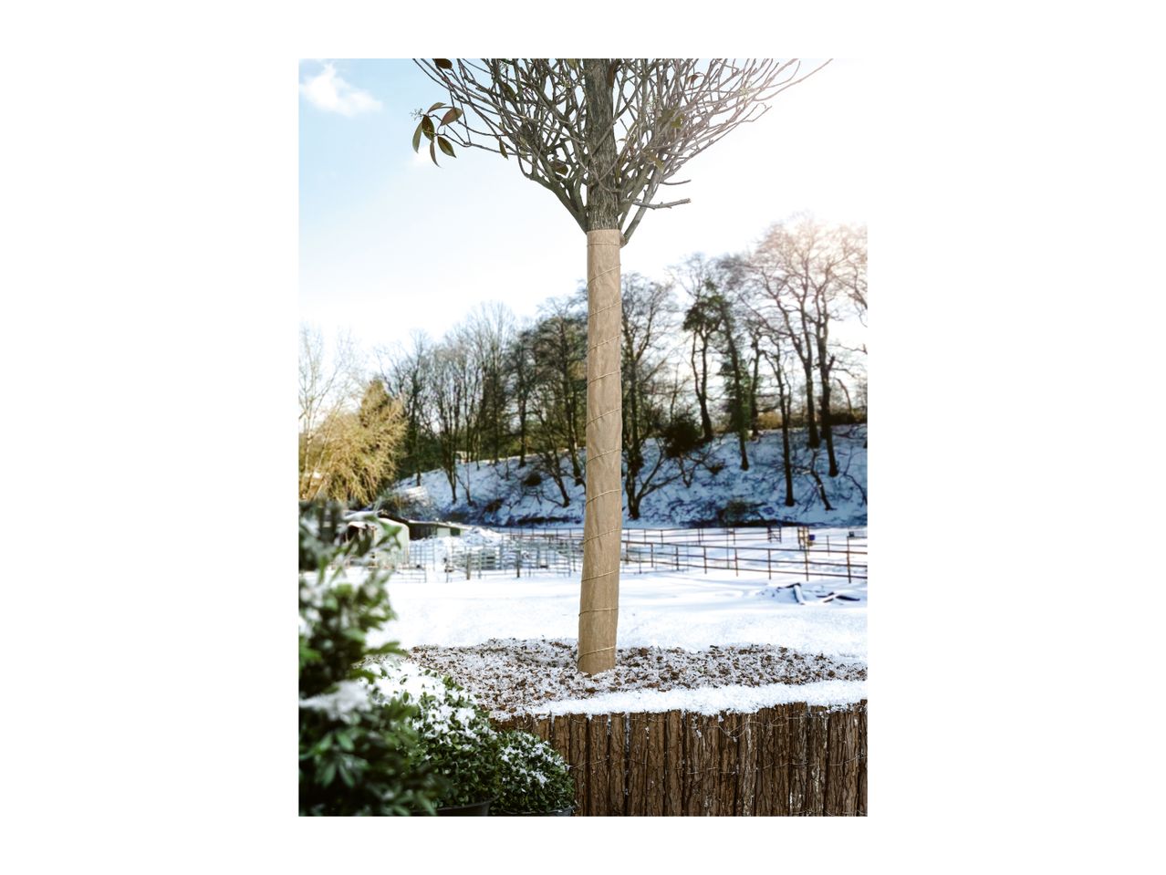 A young tree trunk wrapped in protective burlap in a snowy winter garden.