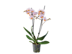 Uma bela orquídea Phalaenopsis rosa claro em um vaso.