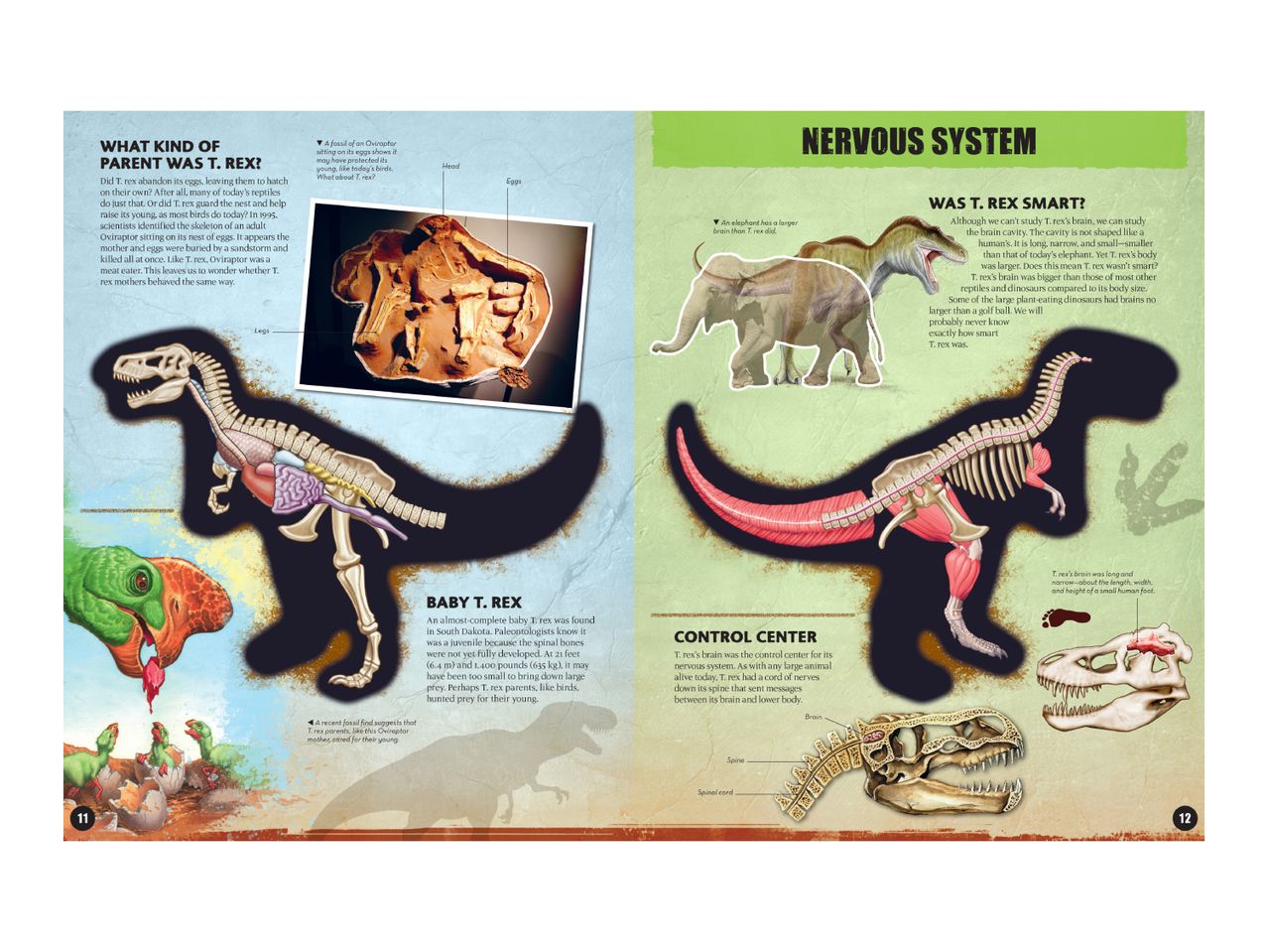 An illustrated guide to the T. rex's parenting habits, nervous system, and brain size.