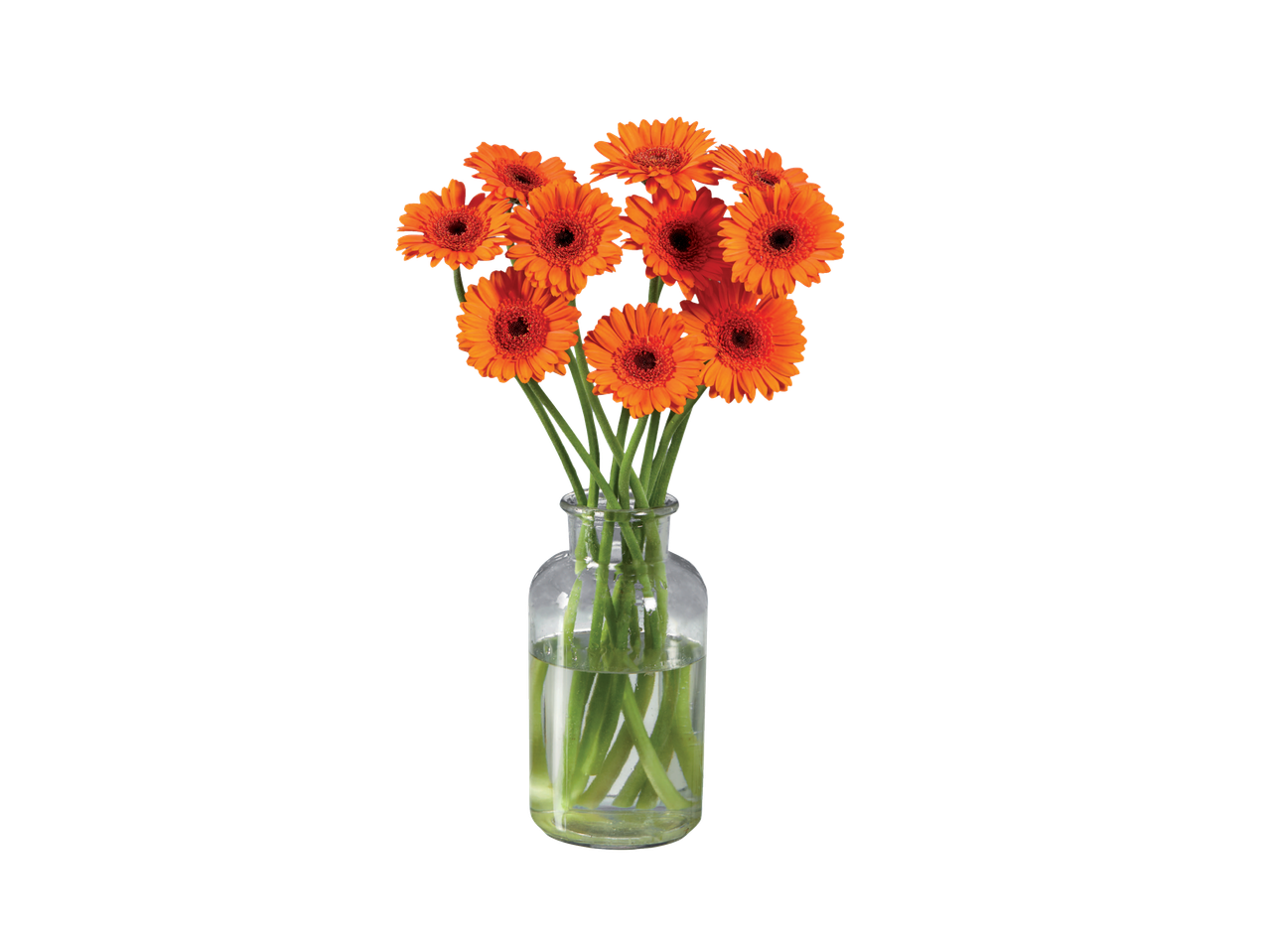 Oranžinių gerberų puokštė stiklinėje vazoje.
