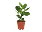 Pequena planta em vaso com folhas largas e verdes.