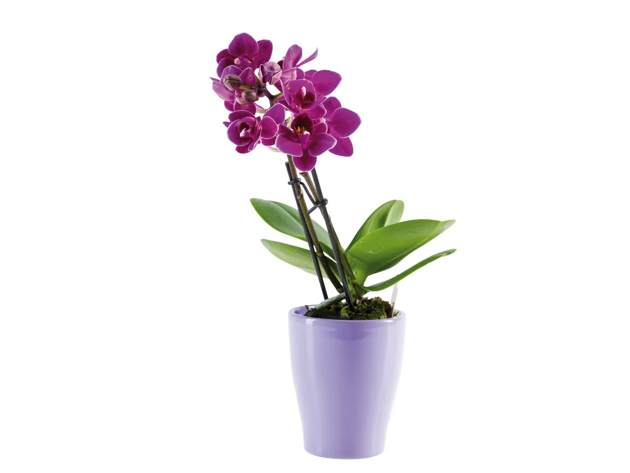Прелепа тамнољубичаста орхидеја Phalaenopsis у светлољубичастој саксији.