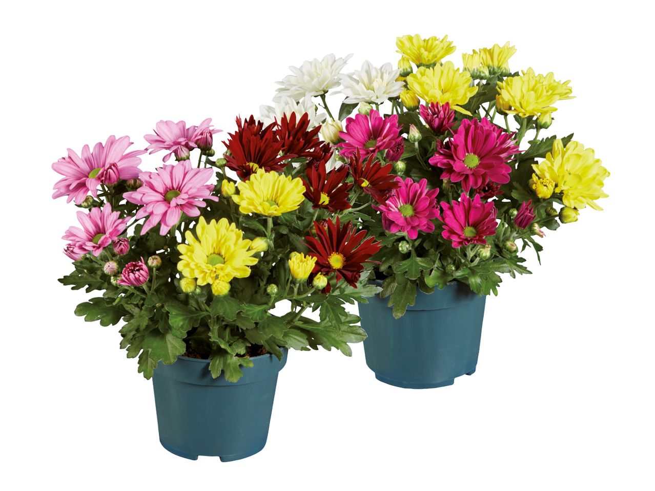 Zwei Blumentöpfe mit bunten Chrysanthemen in verschiedenen Farben.