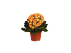 Planta de Kalanchoe laranja em vaso.