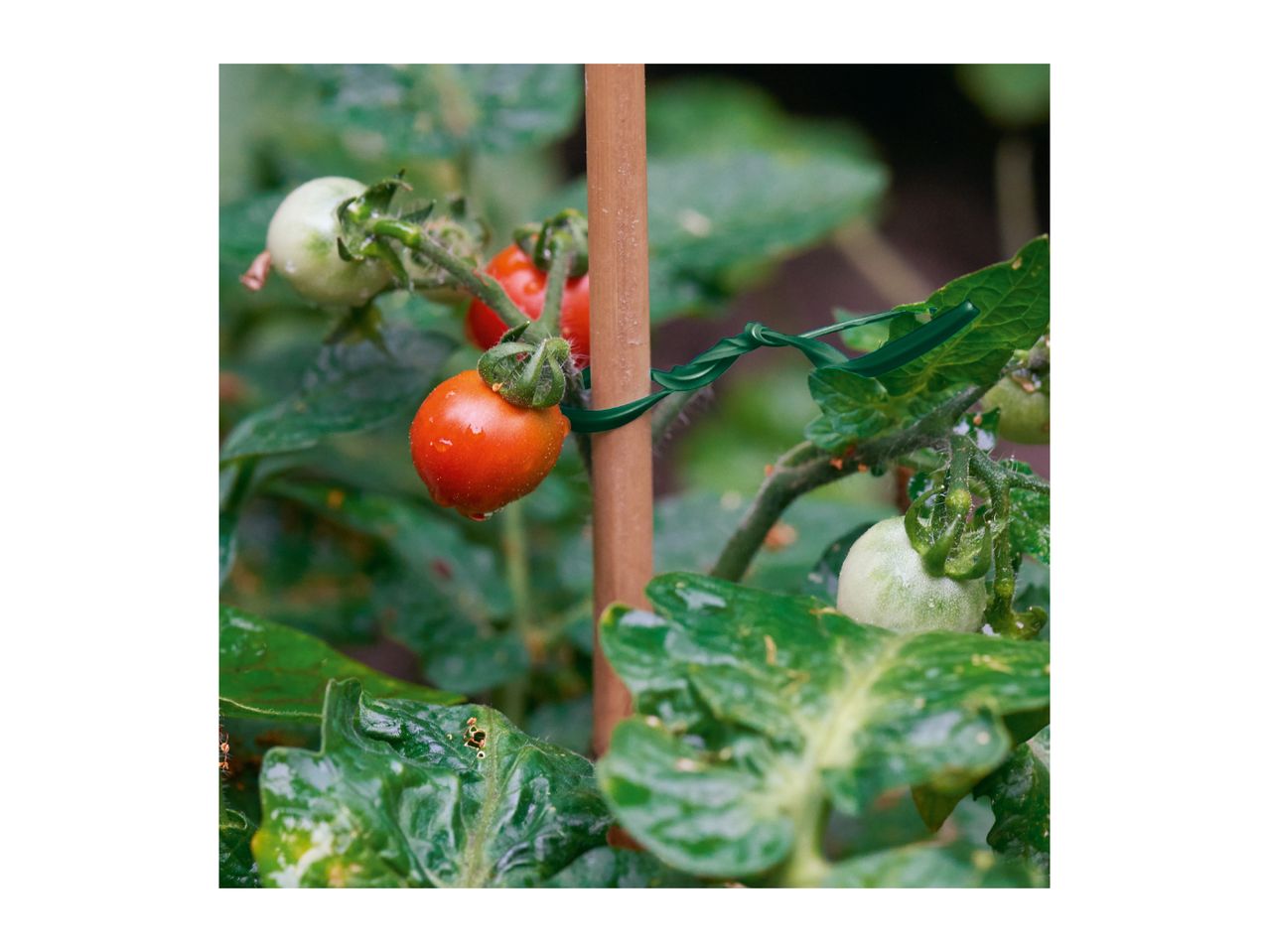 Close-up of a tomato plant with ripening tomatoes, supported by a wooden stake and green plant tie.
