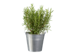 Plante de romarin dans un seau en métal.