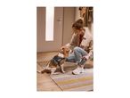 Woman petting a beagle wearing a harness, holding a retractable leash, ready for a walk.