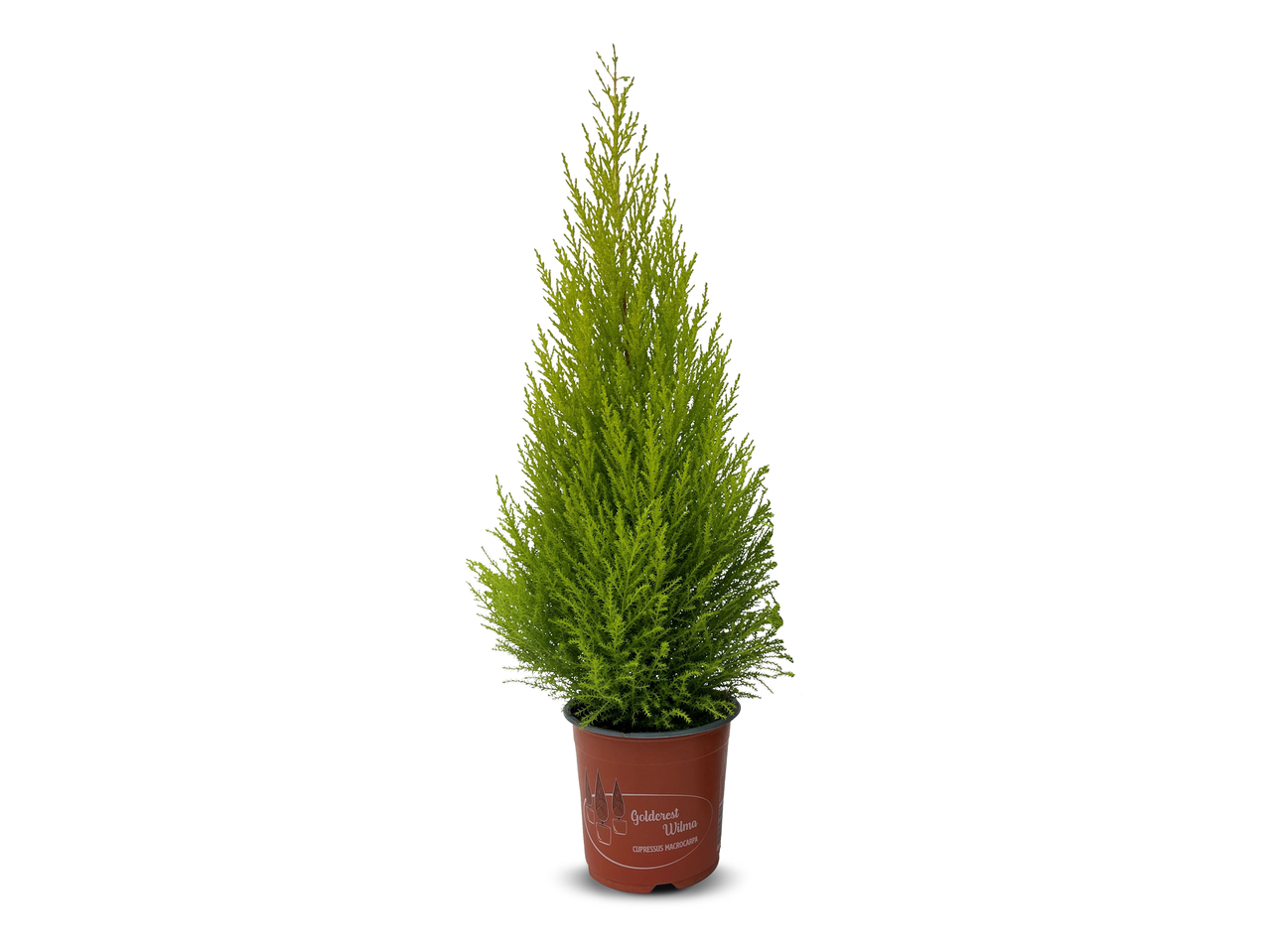 Kleine cipres in een bruine pot op een witte achtergrond.