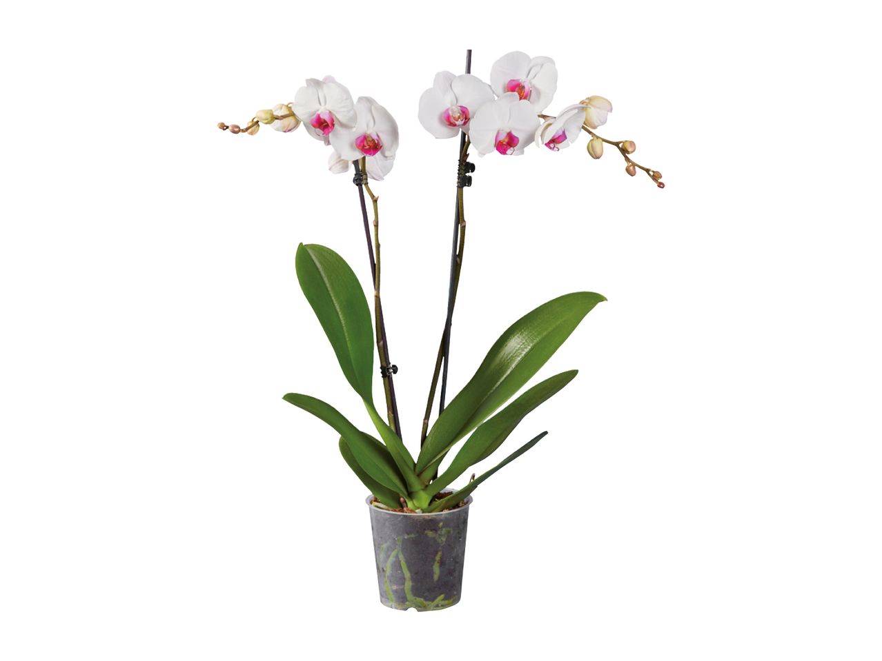 Dvě bílé orchideje Phalaenopsis v květináči.