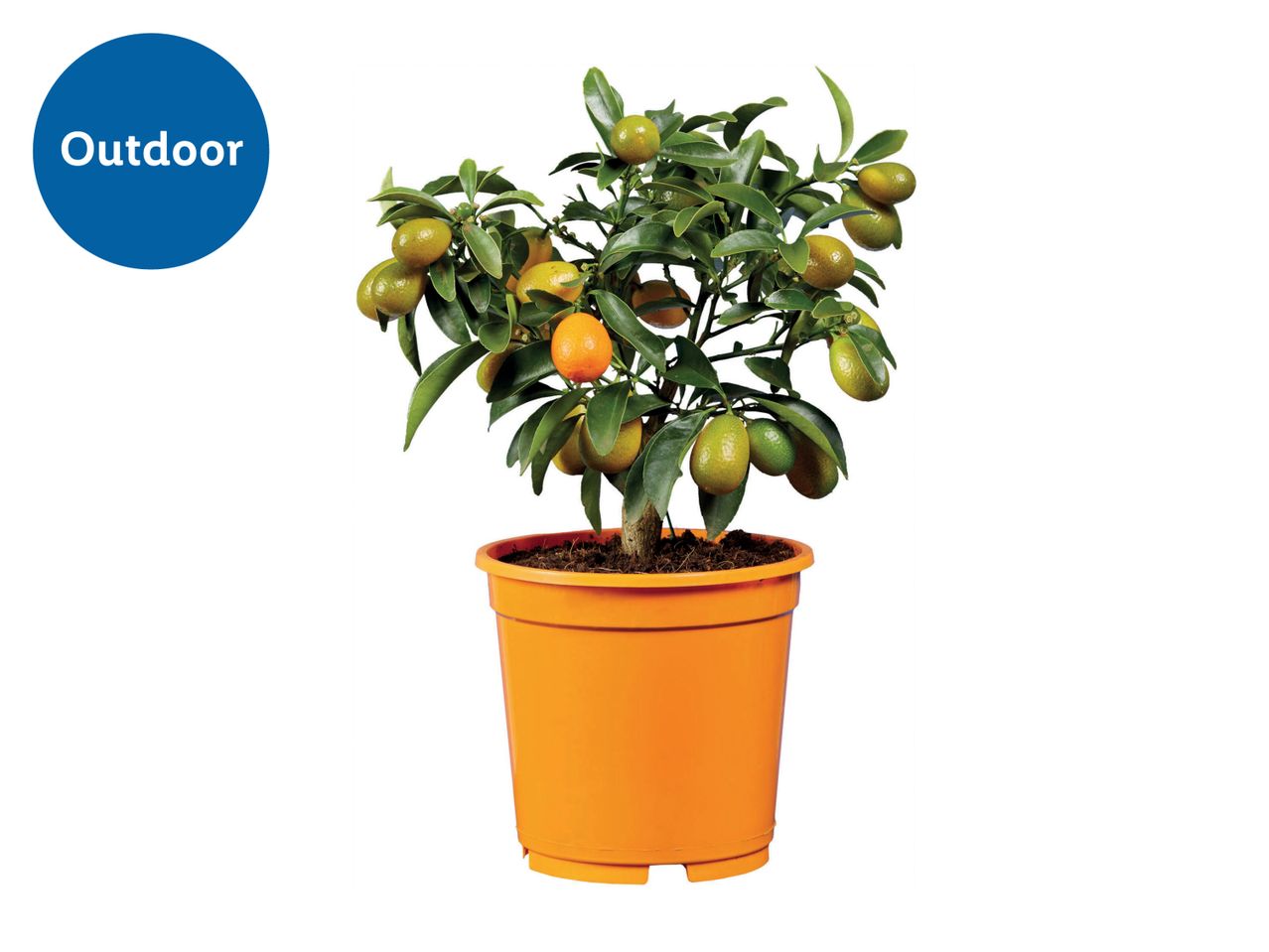 Go to full screen view: Large Citrus Plants - Image 1