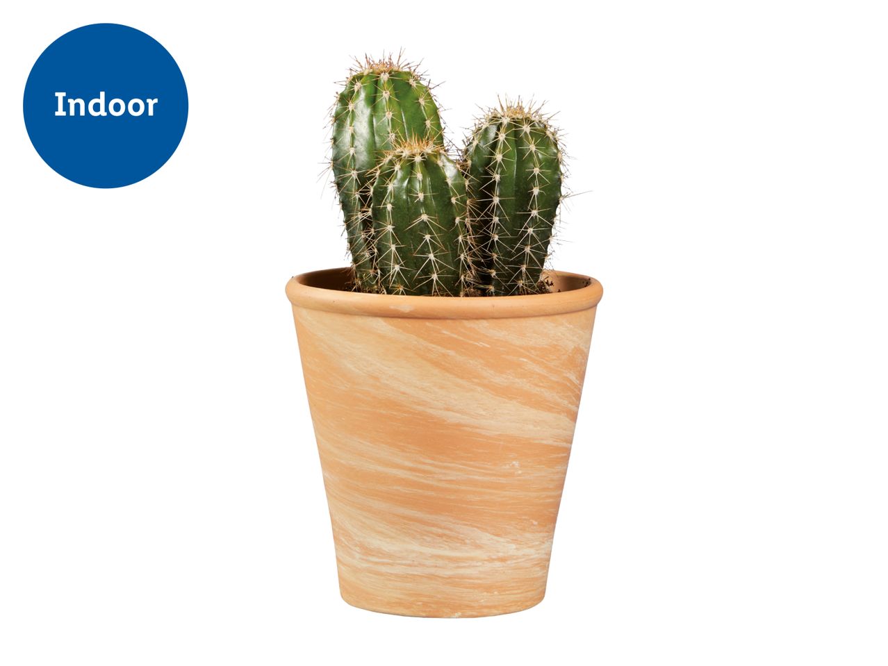 Indoor cactus in a terracotta pot