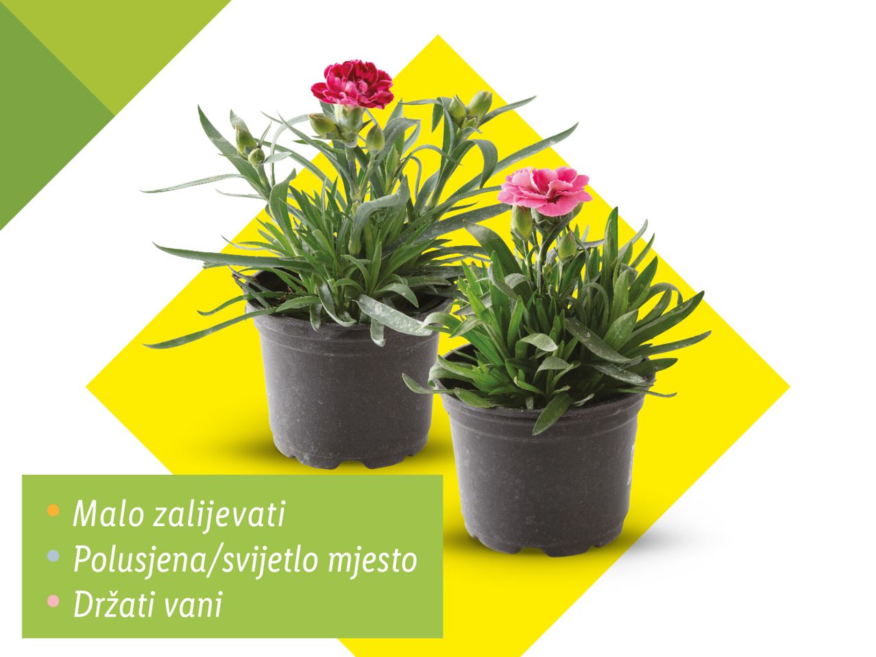 Dvije karanfile u saksijama na žutoj pozadini, s uputama za njegu.