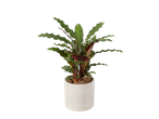 Calathea kamerplant in lichte pot, gekrulde bladeren.