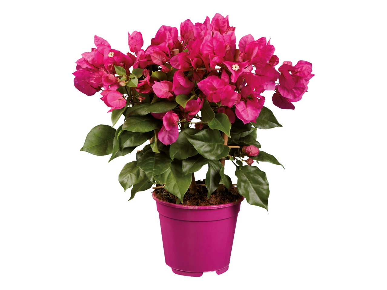 Ružičasta bugenvilija u lončanici.