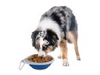 An Australian Shepherd eats from a blue collapsible dog bowl with a carabiner clip.