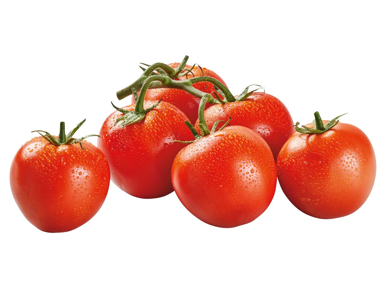 Frische Tomaten mit Wassertropfen am Zweig.
