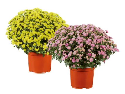 Chrysanthemenbusch