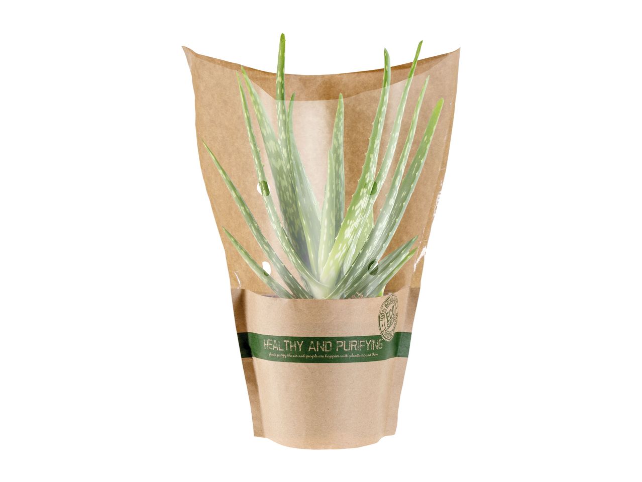 An aloe vera plant in a biodegradable paper sleeve.