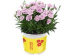 Potted pink flowers with green leaves, in a yellow pot with red lips and text 'COLOUR UP LIFE!'