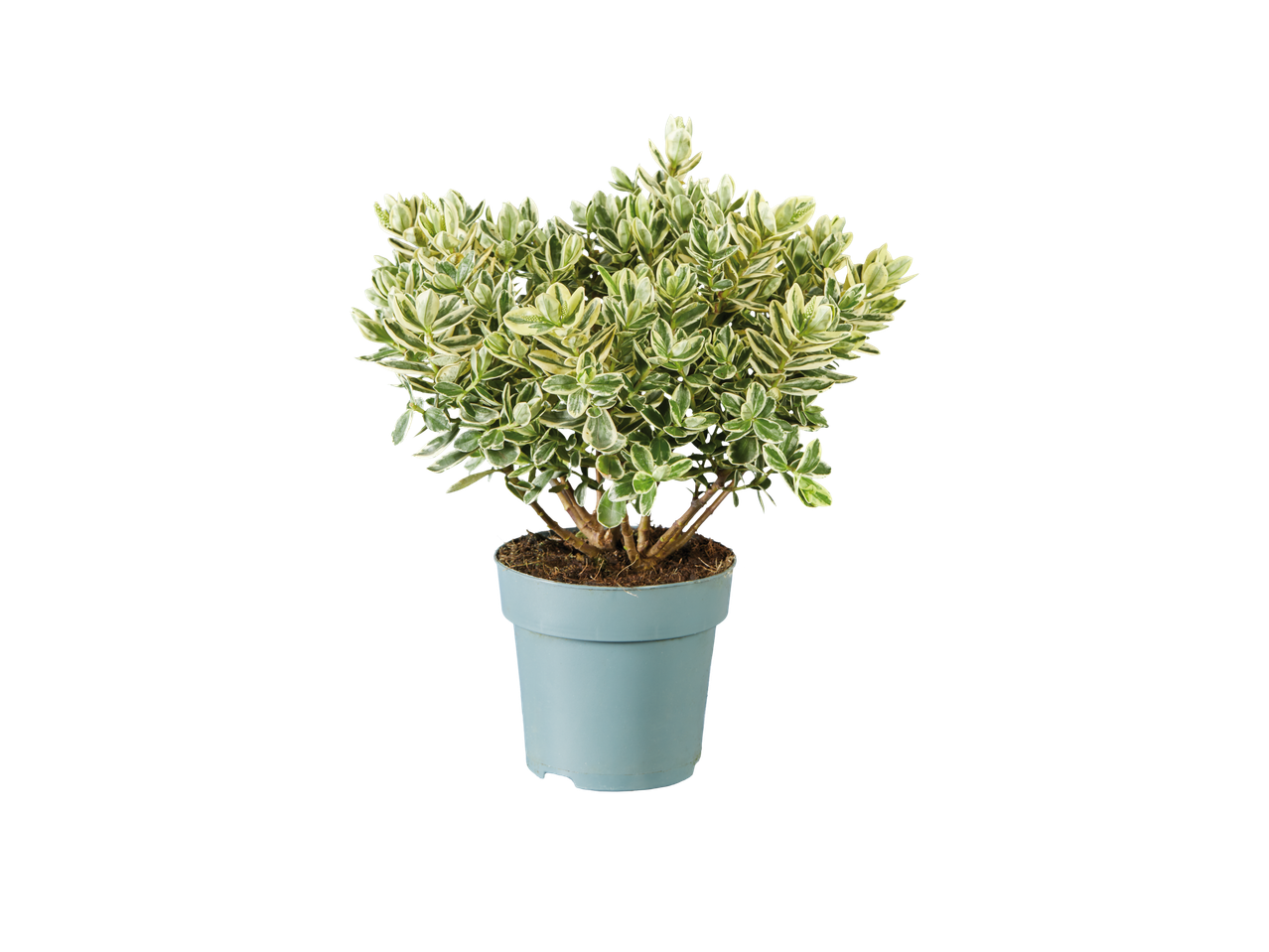 Plant in pot met bonte bladeren.