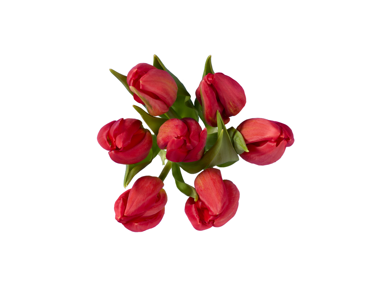 Um buquê de sete tulipas vermelhas em um fundo preto