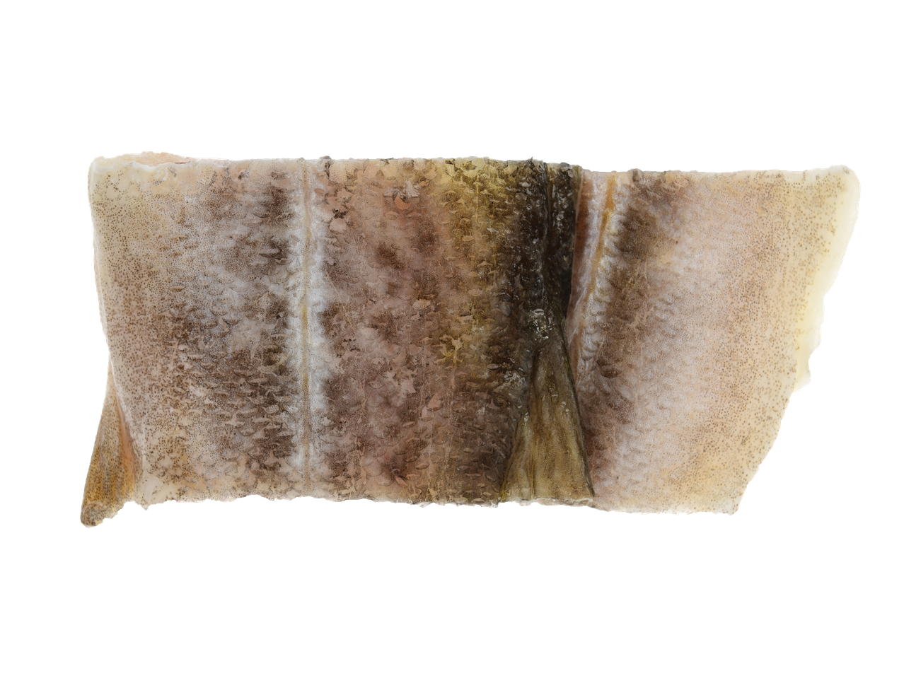 Close-up de uma pele de peixe crua com escamas, mostrando padrões e texturas naturais